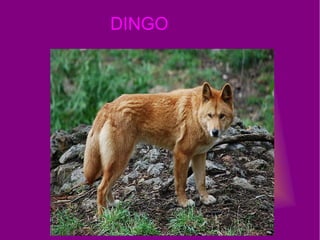 DINGO
 
