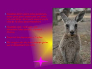 Nosaltres tenim grans potes posteriors,
tenim peus grans dissenyats per saltar,
una cua llarga i tenim una esperança de
vida de 18 anys aproximadament.
Nosaltres som herbívors: ens
alimentem fulles tendres, d'arrels i
d'herba.
Durant el dia descansem a l'ombra.
Els cangurs són els únics animals grans
que es desplacen fent salts.
 