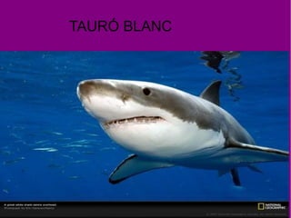 TAURÓ BLANC
 