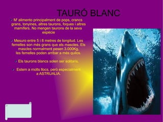 TAURÓ BLANC
M' alimento principalment de pops, crancs
grans, tonyines, altres taurons, foques i altres
mamífers. No mengen taurons de la seva
espècie
Mesuro entre 5 i 8 metres de longitud. Les
femelles son més grans que els mascles. Els
mascles normalment pesen 3.000Kg,
les femelles poden arribar a més quilos.
Els taurons blancs solen ser solitaris.
Estem a molts llocs, però especialment
a ASTRUALIA.
 