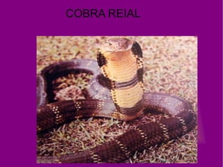 COBRA REIAL
 