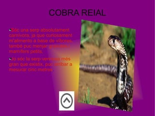 COBRA REIAL
Sóc una serp absolutament
carnívora, ja que curiosament
m'alimento a base de víbores,
també puc menjar granotes i
mamífers petits.
Jo sóc la serp verinosa més
gran que existix, puc arribar a
mesurar cinc metres.
 