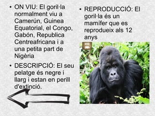 ● ON VIU: El goril·la
normalment viu a
Camerún, Guinea
Equatorial, el Congo,
Gabón, Republica
Centreafricana i a
una petita part de
Nigèria
● DESCRIPCIÓ: El seu
pelatge és negre i
llarg i estan en perill
d'extinció.
● REPRODUCCIÓ: El
goril·la és un
mamífer que es
reprodueix als 12
anys
 