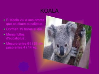 KOALA
El Koala viu a uns arbres
que es diuen eucaliptus.
Dormen 19 hores al dia .
Menja fulles
d'eucaliptus .
Mesuro entre 61 i 85 cm i
peso entre 4 i 14 kg.
 