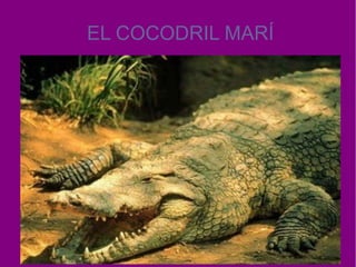 EL COCODRIL MARÍ
 