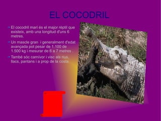 EL COCODRIL
El cocodril marí és el major rèptil que
existeix, amb una longitud d'uns 6
metres.
Un mascle gran i generalment d'edat
avançada pot pesar de 1.100 de
1.500 kg i mesurar de 6 a 7 metres .
També sóc carnívor i visc als rius,
llacs, pantans i a prop de la costa.
 