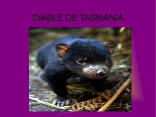 DIABLE DE TASMÀNIA
 