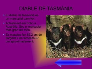 DIABLE DE TASMÀNIA
El diable de tasmanià és
un marsupial carnívor.
Actualment em trobo a
Austràlia. Sóc el marsupial
més gran del món.
Es mascles fan 65,2 cm de
llargada i les femelles 57
cm aproximadament.
 