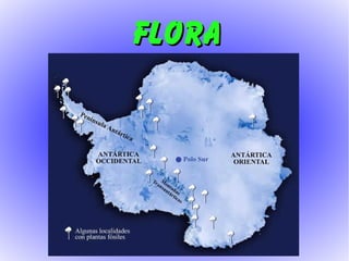 FLORAFLORA
 
