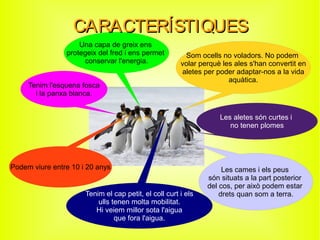 Som ocells no voladors. No podem
volar perquè les ales s'han convertit en
aletes per poder adaptar-nos a la vida
aquàtica.
Les cames i els peus
són situats a la part posterior
del cos, per això podem estar
drets quan som a terra.
Les aletes són curtes i
no tenen plomes
Una capa de greix ens
protegeix del fred i ens permet
conservar l'energia.
Tenim l'esquena fosca
i la panxa blanca.
Podem viure entre 10 i 20 anys
Tenim el cap petit, el coll curt i els
ulls tenen molta mobilitat.
Hi veiem millor sota l'aigua
que fora l'aigua.
CARACTERÍSTIQUESCARACTERÍSTIQUES
 