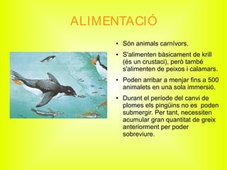 ALIMENTACIÓ
● Són animals carnívors.
● S'alimenten bàsicament de krill
(és un crustaci), però també
s'alimenten de peixos i calamars.
● Poden arribar a menjar fins a 500
animalets en una sola immersió.
● Durant el període del canvi de
plomes els pingüins no es poden
submergir. Per tant, necessiten
acumular gran quantitat de greix
anteriorment per poder
sobreviure.
 
