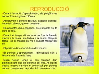 REPRODUCCIÓ
Durant l'estació d'aparellament, els pingüins es
concentren en grans colònies.
Acostumen a pondre dos ous, excepte el pingüí
imperial i el reial, que en ponen un.
En aquestes dues espècies, és el mascle qui té
cura de l'ou.
Durant el temps d'incubació de l'ou la femella
marxa a la costa i es dedica a la pesca. Després
torna i és el mascle qui va a buscar menjar per
ell.
El període d'incubació dura dos mesos.
El període d'aparellament i d'incubació són a
l'època més freda de l'any.
Quan neixen tenen el cos recobert d'un
plomissol gris que els defensa del fred. Al cap de
quatre mesos canvien el plomissol per plomes
curtes i compactes i ja poden introduir-se al mar.
 
