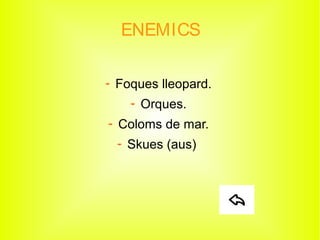 ENEMICS
Foques lleopard.
Orques.
Coloms de mar.
Skues (aus).
 
