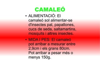 CAMALEÓ
● ALIMENTACIÓ: El
camaleó sol alimentar-se
d'insectes pal, papallones,
cucs de seda, saltamartins,
mosquits i altres insectes.
● MIDA I PES: El camaleó
pot arribar a mesurar entre
2,9cm i els grans 80cm.
Pot arribar a pesar més o
menys 150g.
 