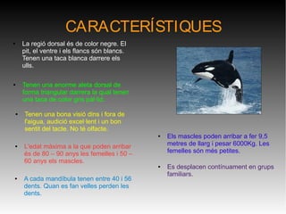CARACTERÍSTIQUES
● La regió dorsal és de color negre. El
pit, el ventre i els flancs són blancs.
Tenen una taca blanca darrere els
ulls.
● Tenen una bona visió dins i fora de
l'aigua, audició excel·lent i un bon
sentit del tacte. No té olfacte.
● Tenen una enorme aleta dorsal de
forma triangular darrera la qual tenen
una taca de color gris pàl·lid.
● L'edat màxima a la que poden arribar
és de 80 – 90 anys les femelles i 50 –
60 anys els mascles.
● Els mascles poden arribar a fer 9,5
metres de llarg i pesar 6000Kg. Les
femelles són més petites.
● Es desplacen contínuament en grups
familiars.
● A cada mandíbula tenen entre 40 i 56
dents. Quan es fan velles perden les
dents.
 