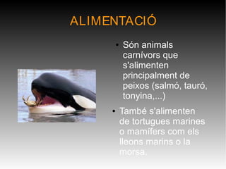 ALIMENTACIÓ
● També s'alimenten
de tortugues marines
o mamífers com els
lleons marins o la
morsa.
● Són animals
carnívors que
s'alimenten
principalment de
peixos (salmó, tauró,
tonyina,...)
 