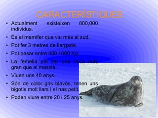 CARACTERÍSTIQUES
● Actualment existeixen 800,000
individus.
● És el mamífer que viu més al sud.
● Pot fer 3 metres de llargada.
● Pot pesar entre 400 i 600 Kg.
● La femella pot ser una mica més
gran que el mascle.
● Viuen uns 40 anys.
● Són de color gris blavós, tenen uns
bigotis molt llars i el nas petit.
● Poden viure entre 20 i 25 anys.
 