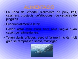 ALIMENTACIÓ
● La Foca de Weddell s'alimenta de peix, krill,
calamars, crustacis, cefalòpodes i de vegades de
pingüins.
● Busquen aliment a la nit.
● Poden estar més d'una hora sota l'aigua quan
cacen per alimentar-se.
● Tenen dents afilades, però si l'aliment no és molt
gran se l'empassen sense mastegar.
 