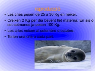 reproducció
● Les cries pesen de 25 a 30 Kg en néixer.
● Creixen 2 Kg per dia bevent llet materna. En sis o
set setmanes ja pesen 100 Kg.
● Les cries neixen al setembre o octubre.
● Tenen una cria a cada part.
 
