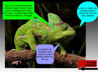 Jo sóc un rèptil, sóc
conegut perquè
canvio de color en
pocs segons.
La majoria de
nosaltres som
ovípars, podem
pondre entre 30 i
40 ous.
Visc a la costa Mediterrània
africana. Alguns amics meus
viuen a Madagascar, Índia,
Sri Lanka, Les illes Seychelles,
Península Ibèrica i Portugal
 