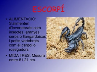 ESCORPÍ
● ALIMENTACIÓ:
S'alimenten
d'invertebrats com
insectes, aranyes,
serps o llangardaixos
i petits vertebrats
com el cargol o
rosegadors
● MIDA I PES: Mesura
entre 6 i 21 cm.
 