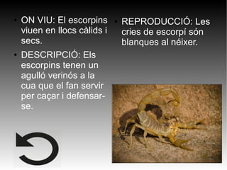 ● ON VIU: El escorpins
viuen en llocs càlids i
secs.
● DESCRIPCIÓ: Els
escorpins tenen un
agulló verinós a la
cua que el fan servir
per caçar i defensar-
se.
● REPRODUCCIÓ: Les
cries de escorpí són
blanques al néixer.
 