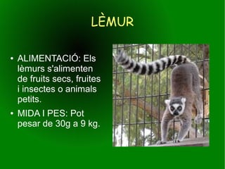 ● ALIMENTACIÓ: Els
lèmurs s'alimenten
de fruits secs, fruites
i insectes o animals
petits.
● MIDA I PES: Pot
pesar de 30g a 9 kg.
LÈMUR
 