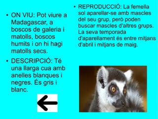 ● ON VIU: Pot viure a
Madagascar, a
boscos de galeria i
matolls, boscos
humits i on hi hagi
matolls secs.
● DESCRIPCIÓ: Té
una llarga cua amb
anelles blanques i
negres. És gris i
blanc.
● REPRODUCCIÓ: La femella
sol aparellar-se amb mascles
del seu grup, però poden
buscar mascles d'altres grups.
La seva temporada
d'aparellament és entre mitjans
d'abril i mitjans de maig.
 