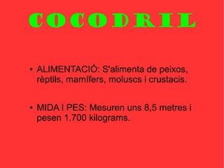 COCODRIL
● ALIMENTACIÓ: S'alimenta de peixos,
rèptils, mamífers, moluscs i crustacis.
● MIDA I PES: Mesuren uns 8,5 metres i
pesen 1.700 kilograms.
 