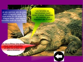 Jo visc a Àfrica. Uns amics
meus viuen a Austràlia,
un altre viu a Àsia i un
altre a Amèrica
Jo sóc carnívor, sóc de color
verd i m'agrada caçar. Puc
viure entre 50 i 80 anys. Sóc
d'aigua dolça, però alguns
cocodrils viuen en rius o llacs.
 
