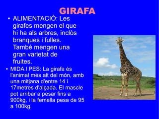 GIRAFA
● MIDA I PES: La girafa és
l'animal més alt del món, amb
una mitjana d'entre 14 i
17metres d'alçada. El mascle
pot arribar a pesar fins a
900kg, i la femella pesa de 95
a 100kg.
● ALIMENTACIÓ: Les
girafes mengen el que
hi ha als arbres, inclòs
branques i fulles.
També mengen una
gran varietat de
fruites.
 