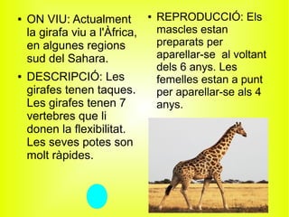 ● ON VIU: Actualment
la girafa viu a l'Àfrica,
en algunes regions
sud del Sahara.
● DESCRIPCIÓ: Les
girafes tenen taques.
Les girafes tenen 7
vertebres que li
donen la flexibilitat.
Les seves potes son
molt ràpides.
● REPRODUCCIÓ: Els
mascles estan
preparats per
aparellar-se al voltant
dels 6 anys. Les
femelles estan a punt
per aparellar-se als 4
anys.
 