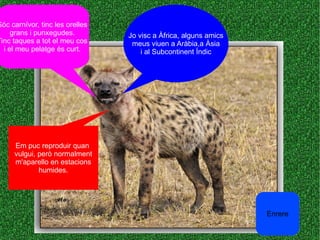 Jo visc a Àfrica, alguns amics
meus viuen a Aràbia,a Àsia
i al Subcontinent Índic
Sóc carnívor, tinc les orelles
grans i punxegudes.
Tinc taques a tot el meu cos
i el meu pelatge és curt.
Em puc reproduir quan
vulgui, però normalment
m'aparello en estacions
humides.
Enrere
 