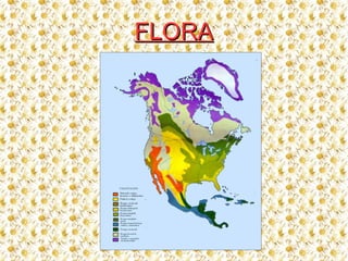 FLORAFLORA
 