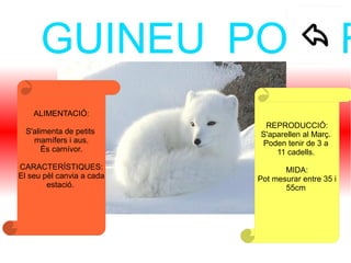 GUINEU POLAR
REPRODUCCIÓ:
S'aparellen al Març.
Poden tenir de 3 a
11 cadells.
MIDA:
Pot mesurar entre 35 i
55cm
ALIMENTACIÓ:
S'alimenta de petits
mamífers i aus.
És carnívor.
CARACTERÍSTIQUES:
El seu pèl canvia a cada
estació.
 