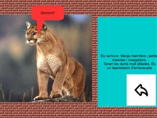 És carnívor. Menja mamífers i petits
insectes i rosegadors.
Tenen les dents molt afilades. És
un depredador d'emboscada
Grrrrrrr!!!
 