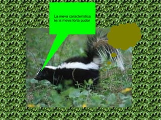 La meva característica
és la meva forta pudor
 