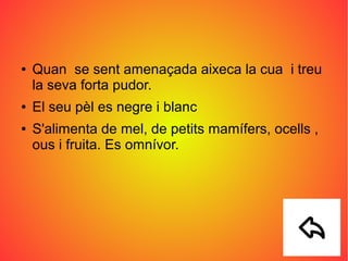 ● Quan se sent amenaçada aixeca la cua i treu
la seva forta pudor.
● El seu pèl es negre i blanc
● S'alimenta de mel, de petits mamífers, ocells ,
ous i fruita. Es omnívor.
 