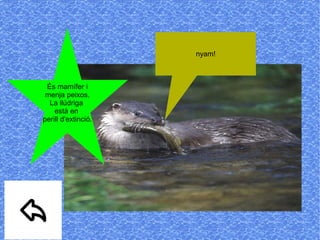 És mamífer i
menja peixos.
La llúdriga
està en
perill d'extinció.
nyam!
 