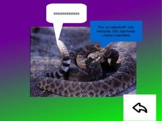 Tinc un cascavell i sóc
verinosa. Sóc carnívora
i menjo mamífers.
ssssssssssssss
 