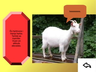 beeeeeeee.
És herbívora i
menja herba.
També es
mamífer.
Viuen en
altituds
elevades.
 