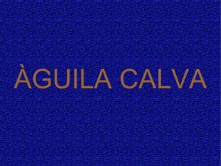 ÀGUILA CALVA
 