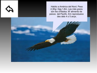 Habito a Amèrica del Nord. Peso
2,3Kg i faig 1,8m. Les més grans
són les d'Alaska. M' alimento de
peixos del Pacific. Em reprodueixo
des dels 4 o 5 anys.
 