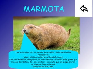 MARMOTA
Les marmotes són un genere de mamífer de la família dels
rosegadors.
Viuen a l'alta muntanya, a l'hemisferi nord.
Són uns mamífers rosegadors de mida mitjana, una mica més grans que
els gats domèstics, de potes curtes i cos ample que els proporcionen
un aspecte força rabassut.
Són animals colonials.
 