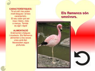 CARACTERÍSTIQUES:
Té el coll i les potes
molt llargues i el bec
característic.
El seu color pot ser
rosa i blanc, més
o menys. També
és ágil i ràpid
ALIMENTACIÓ
S'alimenten d'algues
i crustacis. Els flamencs
alimenten a les seves
cries amb llet.
Necessiten aigua
profunda.
Els flamencs sónEls flamencs són
omnívorsomnívors..
 
