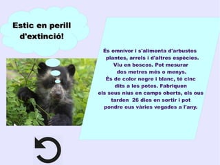 Estic en perillEstic en perill
dd'extinció!'extinció!
És omnívor i s'alimenta d'arbustos
plantes, arrels i d'altres espècies.
Viu en boscos. Pot mesurar
dos metres més o menys.
És de color negre i blanc, té cinc
dits a les potes. Fabriquen
els seus nius en camps oberts, els ous
tarden 26 dies en sortir i pot
pondre ous vàries vegades a l'any.
 