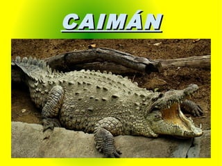 CAIMÁNCAIMÁN
 