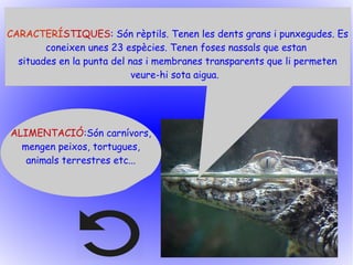CARACTERÍSTIQUES: Són rèptils. Tenen les dents grans i punxegudes. Es
coneixen unes 23 espècies. Tenen foses nassals que estan
situades en la punta del nas i membranes transparents que li permeten
veure-hi sota aigua.
ALIMENTACIÓ:Són carnívors,
mengen peixos, tortugues,
animals terrestres etc...
 