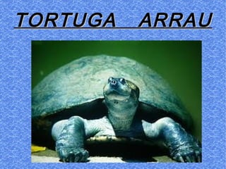 TORTUGA ARRAUTORTUGA ARRAU
 