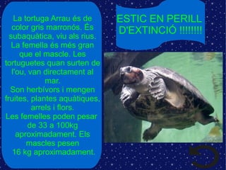 ESTIC EN PERILL
D'EXTINCIÓ !!!!!!!!
La tortuga Arrau és de
color gris marronós. És
subaquàtica, viu als rius.
La femella és més gran
que el mascle. Les
tortuguetes quan surten de
l'ou, van directament al
mar.
Son herbívors i mengen
fruites, plantes aquàtiques,
arrels i flors.
Les femelles poden pesar
de 33 a 100kg
aproximadament. Els
mascles pesen
16 kg aproximadament.
 